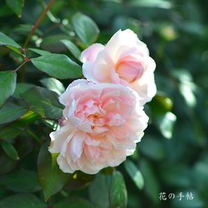バラ　ピンク グルス アン アーフェン｜花の手帖のバラ図鑑
