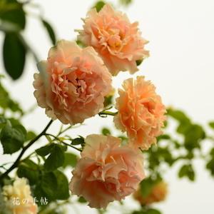 バラ　ポルカ｜花の手帖のバラ図鑑