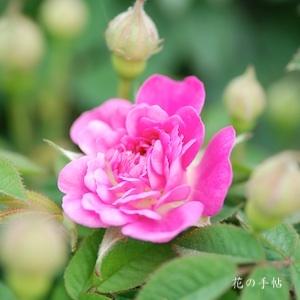 バラ　ポンポン ドゥ ブルゴーニュ｜花の手帖のバラ図鑑