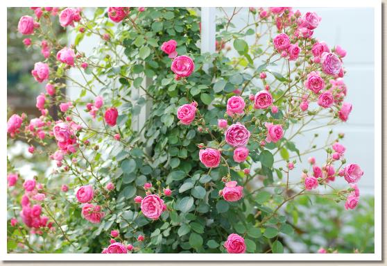 バラ ポンポネッラ Rose Pomponella 00品種以上の薔薇を作出者 交配親などのデータと美しい写真で紹介する花の手帖のwebバラ図鑑