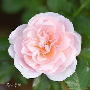 バラ　ポポポチーク｜花の手帖のバラ図鑑