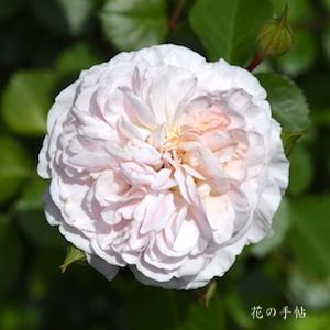 バラ　ポポポチーク｜花の手帖のバラ図鑑
