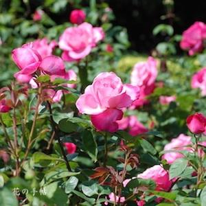 バラ　ポートレイト｜花の手帖のバラ図鑑