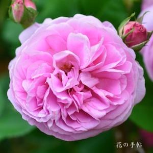 バラ　プリンス ナポレオン｜花の手帖のバラ図鑑