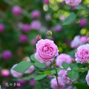 バラ　プリンス ナポレオン｜花の手帖のバラ図鑑