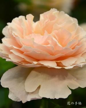 バラ　プリンセス シャルレーヌ ドゥ モナコ｜花の手帖のバラ図鑑
