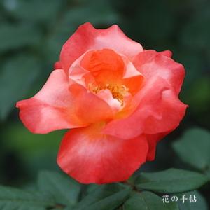 バラ　プリンセスミチコ｜花の手帖のバラ図鑑