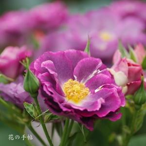 バラ　プリンセス シビル ドゥ ルクセンブルグ｜花の手帖のバラ図鑑