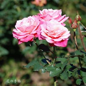 バラ　プリンセス チチブ｜花の手帖のバラ図鑑