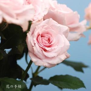 バラ　プリンセス チュチュ｜花の手帖のバラ図鑑