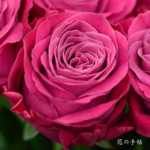 バラ　プライムチャーム＋｜花の手帖のバラ図鑑