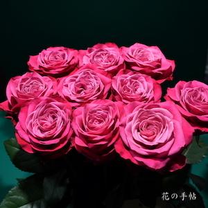 バラ　プライムチャーム＋｜花の手帖のバラ図鑑