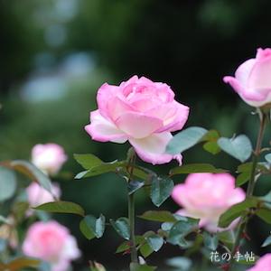 バラ プリンセスドゥモナコ Rose Princess De Monaco ハイブリットティ 2000品種以上の薔薇を作出者 交配親などのデータと美しい写真で紹介する花の手帖のwebバラ図鑑