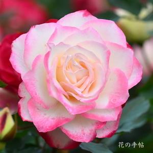 バラ プリンセスドゥモナコ Rose Princess De Monaco ハイブリットティ 00品種以上の薔薇を作出者 交配親などのデータと美しい写真で紹介する花の手帖のwebバラ図鑑