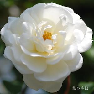 バラ　プロスペリティ｜花の手帖のバラ図鑑