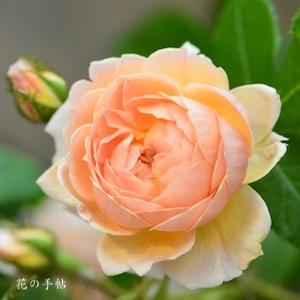 バラ　パンプキンキャリッジ｜花の手帖のバラ図鑑