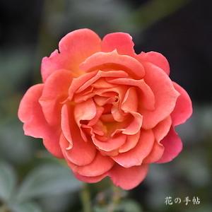 バラ　パンプキン パッチ｜花の手帖のバラ図鑑