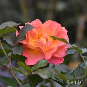 バラ　パンプキン パッチ｜花の手帖のバラ図鑑