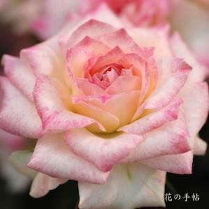 バラ　ピューレ｜花の手帖のバラ図鑑