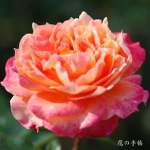 バラ　ピュア ポエトリー｜花の手帖のバラ図鑑