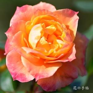 バラ　ピュア ポエトリー｜花の手帖のバラ図鑑