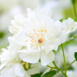 バラ　ピューレッザ｜花の手帖のバラ図鑑