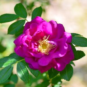バラ　パープル ペイブメント（Purple Pavement）｜花の手帖のバラ図鑑