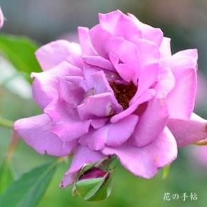バラ　パープルレイン（Purple Rain）｜花の手帖のバラ図鑑