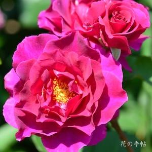 バラ　パープル スプレンダー（Purple Splendour）｜花の手帖のバラ図鑑