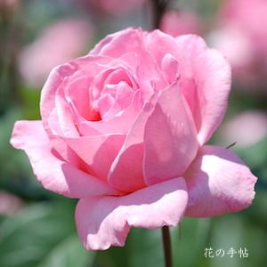 バラ クイーンエリザベス｜花の手帖の薔薇図鑑