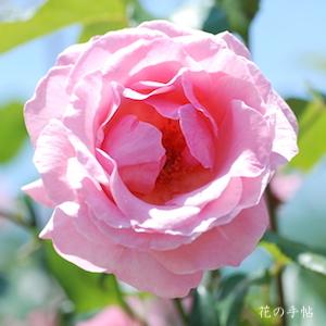 バラ　クイーン エリザベス（Queen Elizabeth）｜花の手帖のバラ図鑑