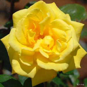バラ　ラディアントパフューム（Radiant Perfume）｜花の手帖のバラ図鑑