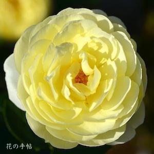 バラ　ラ リュー｜花の手帖のバラ図鑑