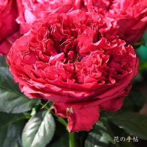 バラ　ラズベリーエレガンス｜花の手帖のバラ図鑑
