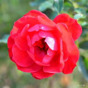 バラ　ラズベリーロイヤル（Raspberry Royal）｜花の手帖のバラ図鑑