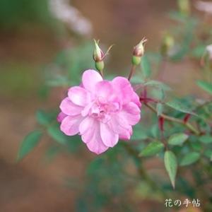 バラ　ロサ キネンシス ミニマ（Rosa chinensis minima）
