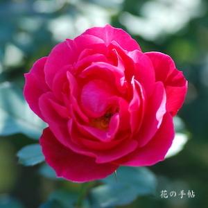 バラ　レッドキャップ｜花の手帖のバラ図鑑