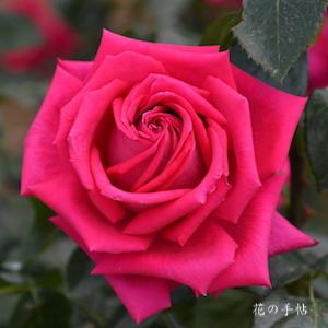 バラ　レッドデビル｜花の手帖のバラ図鑑