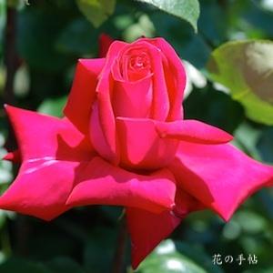 バラ　レッドデビル｜花の手帖のバラ図鑑