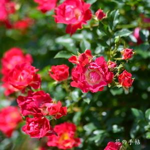 バラ　レッドドリフト（Red Drift）｜花の手帖のバラ図鑑