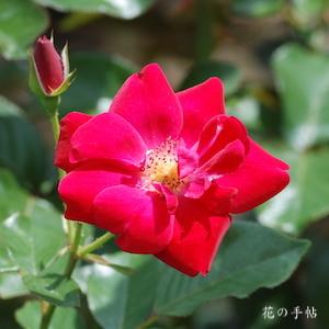 バラ　レッド グローリー｜花の手帖のバラ図鑑
