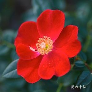 バラ　レッド ホット｜花の手帖のバラ図鑑