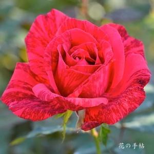 バラ　レッド インテューション（Red Intuition）｜花の手帖のバラ図鑑