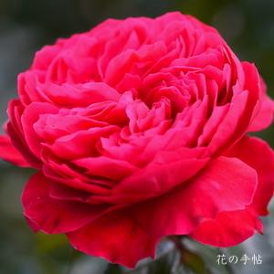 バラ　レッド レオナルド ダ ヴィンチ｜花の手帖のバラ図鑑