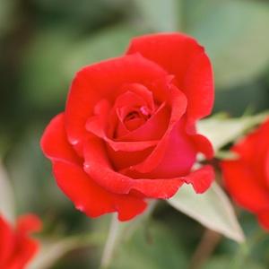 バラ　レッドマリー｜花の手帖のバラ図鑑