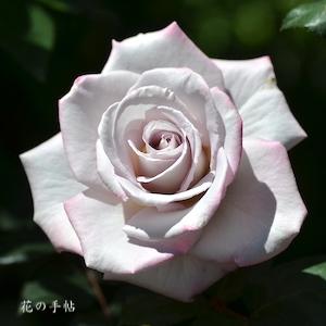 バラ　レッドムーン｜花の手帖のバラ図鑑