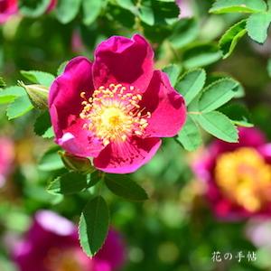 バラ　レッドネリー｜花の手帖のバラ図鑑