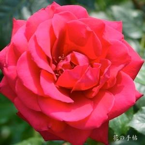 バラ　レッドプラネット｜花の手帖のバラ図鑑