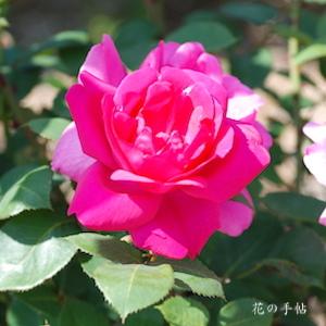 バラ　レッド ラディアンス｜花の手帖のバラ図鑑