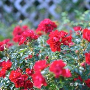 バラ　レッド ロマンス｜花の手帖のバラ図鑑